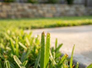 Close-up of freshly cut grass blade tips, slightly brown at the cut edge