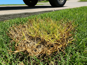 A patch of yellowed, burnt grass in an otherwise green lawn