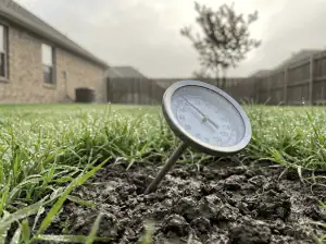 A soil thermometer measuring temperature of the soil in a dfw suburban lawn.